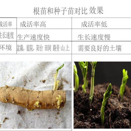 Kludong 24 Tianzhu Mountain new seedlings Trichosanthes melon seedlings No. 9 seedlings No. 20 melon seedlings root seedlings Chinese medicinal materials hanging melon seed seedlings Gualou seedlings No. 20 live seedlings 5