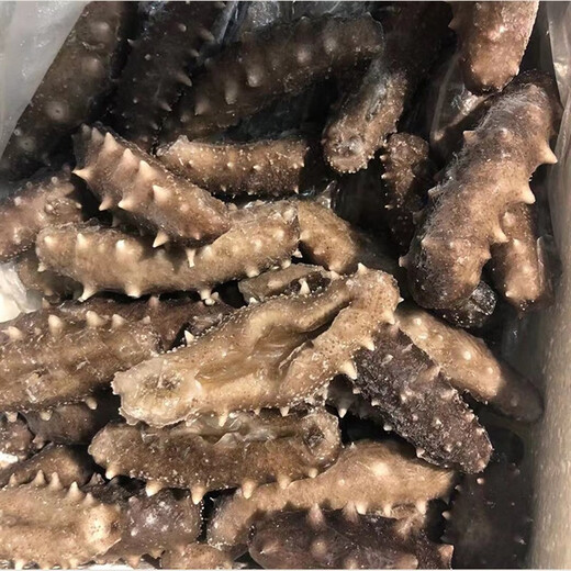 Top Eater Wild Ready-to-Eat Sea Cucumbers Dalian Changhai County Deep Sea Sowing Frozen Aquatic Sea Cucumbers Open Bags Instant Single Pack 500g 10-12 Pieces/1Jin Jin is equal to 0.5 kg