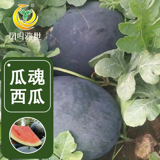 Fengming Yashi black seedless watermelon seeds thin skin large super sweet southern seedless black watermelon seeds 100 capsules