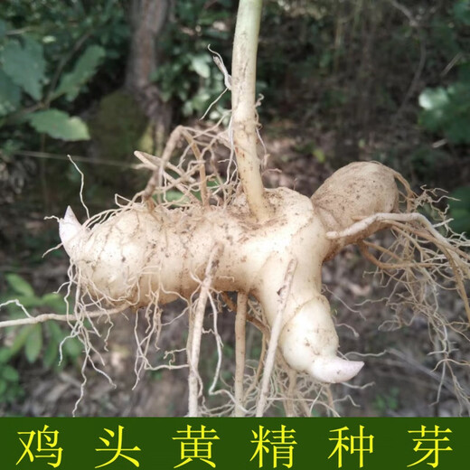 Polygonatum vulgaris planting seedlings, Polygonatum vulgaris seeds, fresh chicken heads, Polygonatum vulgaris seedlings, tiger ginger seedlings, nourishing medicinal materials, golden seedlings, buds, Polygonatum vulgaris seed blocks 1 Jin Jin is equal to 0.5 kg