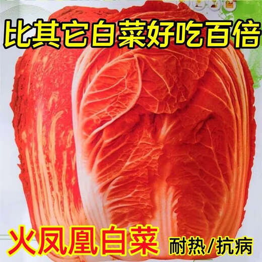 Fire Phoenix Chinese Cabbage Seeds Red Cabbage Seeds are disease-resistant, high-yielding and high in calcium. Orange and Red Cabbage are easy to grow in farmers’ fields. Matched Edition. Fire Phoenix Cabbage Seeds. Premium - New Seeds. 2 packs of approximately 399 capsules.