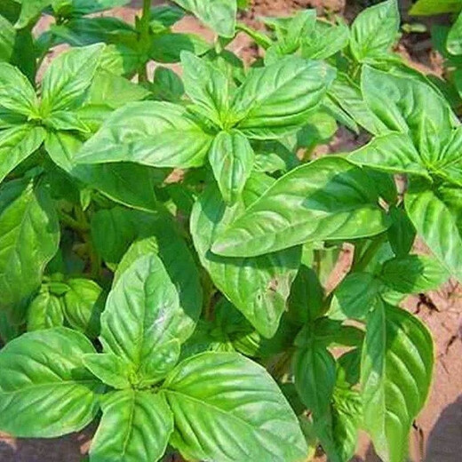 Basil seeds gold does not change potted edible gold does not change seeds Chaoshan nine-story tower high balcony potted plants for spring and autumn sowing Basil gold does not change seeds original 5 packs about 1300 capsules++