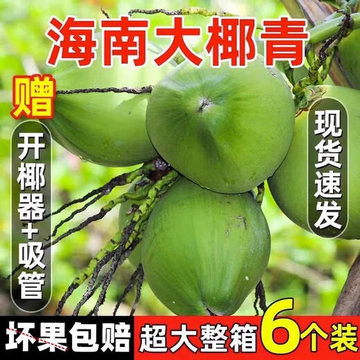 Hainan Coconut Green Hainan Straight Hair Freshly Picked Fresh Pregnant Women Amniotic Water Tender Coconut Specialty Fruit Coconut with Skin Single Fruit 3-5 Jin Jin equals 0.5 kg About 6 pcs