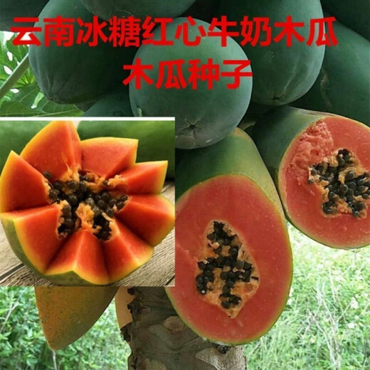 Red papaya, grown in the south for four seasons and bearing annual fruit, potted dwarf Hawaiian red-fleshed fruit papaya (newly planted this year), red papaya seeds, crispy and sweet, 1 pack of approximately 25 seeds