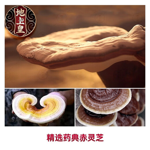 
Ground Emperor Break Wall Ganoderma lucidum spore powder 2 grams bag powder Guanxian Taishan Red Ganoderma lucidum powder enhances immunity 4 months tonic, 1 Jin [Jin equals 0.5 kg] (250 grams * 2 bags)