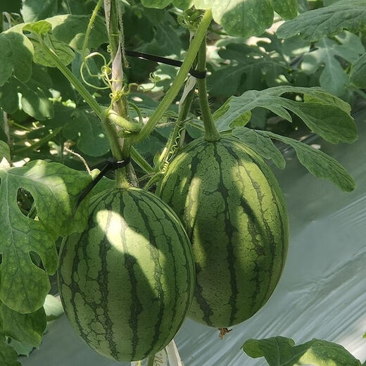 Jingyu's new product 2K small watermelon seeds, thin skin, few seeds, red flesh watermelon potted balcony fruit seeds, high yield, sown in all seasons, juicy and sweet, 2K watermelon, 10 pieces, original selection, 2 packs
