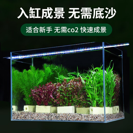 Crazy Aquatic Plants (FKSC) Fish Tank Aquatic Plants Real Fish Tank Aquatic Plants Landscaping Moss Centipede Lazy Decoration Package Bacteria Column Purification Water Quality Foxtail + Centipede (Classic Combination)