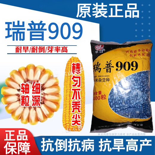 Nuevas semillas de maíz Rip 909 aprobadas a nivel nacional, alto rendimiento, 4400 granos, 6000 granos, palos grandes enanos, resistente a enfermedades/antioxidante, nueva semilla Rip 909-6000 granos/bolsa-5 bolsas