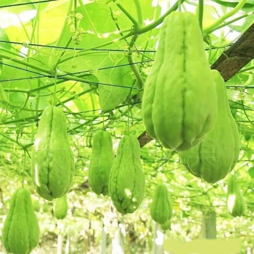 Chayote seeds, early maturing extra large chayote vegetable seeds, climbing vine saplings, potted perennial golden melons, 100% new goods, chayote seeds, exquisite products, 2 packs of about 50 pieces
