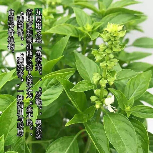 Basil seeds gold does not change potted edible gold does not change seeds Chaoshan nine-story tower high balcony potted plants for spring and autumn sowing Basil gold does not change seeds original 5 packs about 1300 capsules++