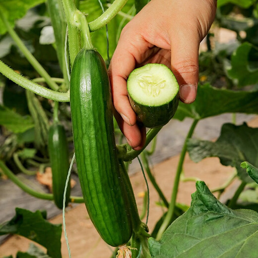 Beishu Cantaloupe Seeds Collection, Croissant Honey, Rock Sugar, Beishu Dutch Fruit Cucumber Seeds 30 capsules