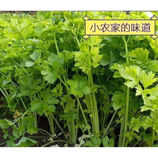 Four seasons yellow celery seedlings with soil seedlings with roots small parsley seeds celery balcony garden vegetable seeds yellow celery/seedlings 30