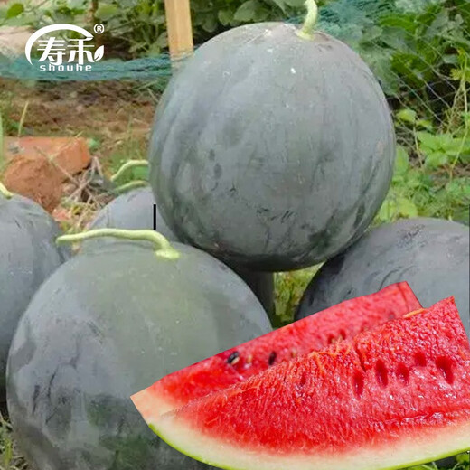 Shouhe Black Skin Watermelon Seeds Guangxi Black Beauty Seeds Sweet Crisp Black Extra Large Suitable for the South Yuyi Sweet Black Skin Seedless Watermelon Seeds 50g/barrel