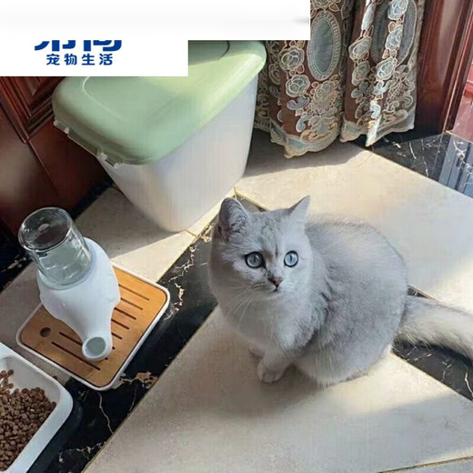 Hibiscus Mingkan is not easy to wet the chin. Elephant drinking fountain Garfield big-faced flat-faced drinking bowl is anti-tip and moisture-proof ceramic. Macaron blue + glass bottle + square plate