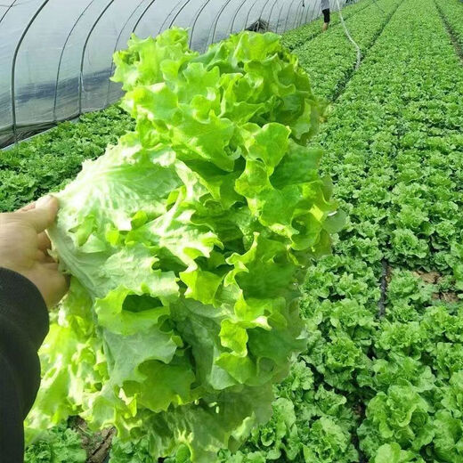 Four seasons sweet and crisp glass lettuce seeds, crisp and tender raw lettuce seeds, farmer's four seasons potted vegetable seeds, glass lettuce 5 packs, about 10,000 pieces