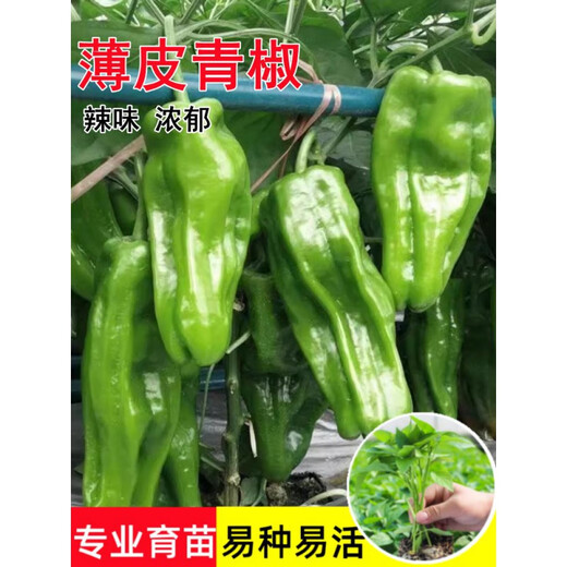 Wangyuanxing thin-skinned pepper seedlings, large-fruited tiger-skin green pepper seedlings, mildly spicy wrinkled-skinned pickled pepper seedlings, four-season vegetable garden potted southern species, 500 thin-skinned green pepper seedlings
