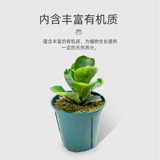 Stanley (STANLEY) sphagnum moss Phalaenopsis special soil dry moss nutritious soil for growing orchids high quality aragonite dendrobium orchid turtle