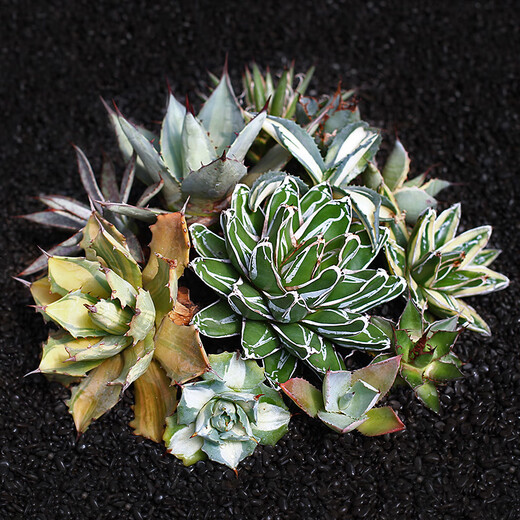 Zkhe Agave Topf Pflanze Blauwal Nin Krone verheißungsvolle Krone Takith Prinzessin Donner Sukkulente Pflanze Kombination Topf Pflanze Feng Thunder Gott Einzelkopf etwa 6 cm nackt Wurzel ohne Boden