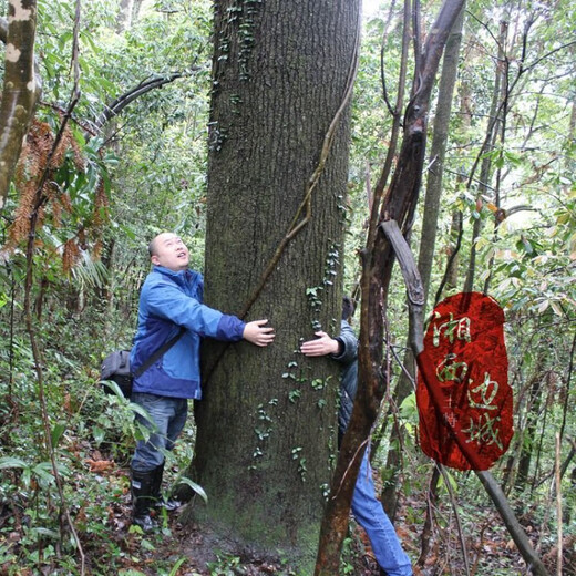 野生青钱柳茶修水百年古树大山养生茶成叶茶金钱柳 成叶青钱柳500克