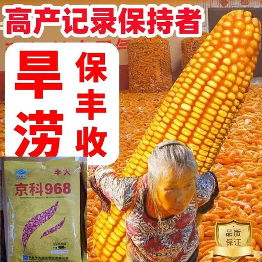 Wholesale corn seeds, short stems, double stems, drought and waterlogging resistance, disease resistance and lodging resistance, Academy of Agricultural Sciences National Approval, Jingke 968-4000 grains, one acre of land