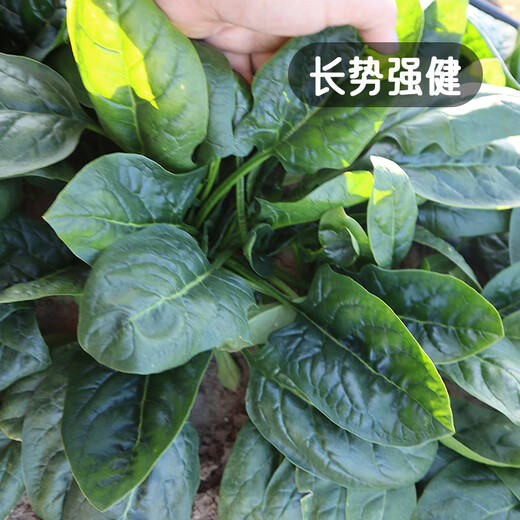 Fengming Yashi cold-resistant round-leaf spinach seeds four-season vegetable seed spinach winter-resistant spinach seeds 1000 capsules