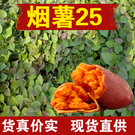 High-yielding sweet potato seedlings, sweet potato seedlings, watermelon red seedlings, honey sweet potato bud seedlings, roasted sweet potato seedlings, ground planting S3.