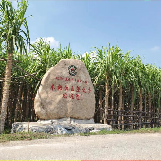 Asarum Guangxi Muge White Jade Sugar Cane Seeds Authentic Glass Crisp Seedlings Origin Straight Hair with Buds Delivered 3 Roots
