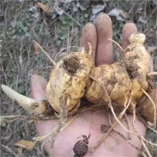 Authentic Medicinal Materials Polygonatum Seeds Chicken Head Polygonatum Tiger Ginger Chicken Claw Ginseng Claw Ginseng Yellow Pheasant Seeds Polygonatum Seeds 1000 capsules