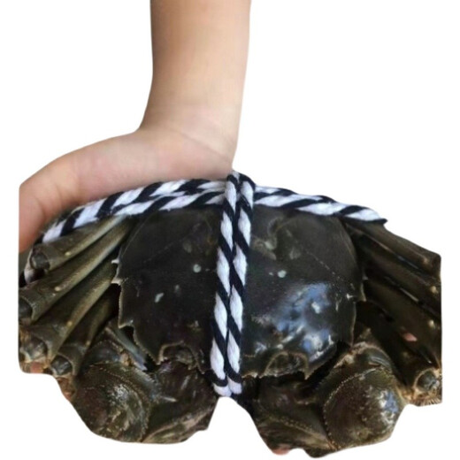 Live crab Yangcheng Emperor hairy crab fresh spot extra large male crab female crab exquisite gift box spot male 5.0 two female 4.0 two 5 pairs 10 pieces