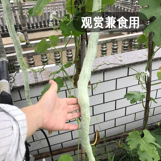 Fengming Yashi snake bean seeds are sown in all seasons, ornamental seeds, wild vegetables, potted vegetables, snake melon seeds, 20 seeds