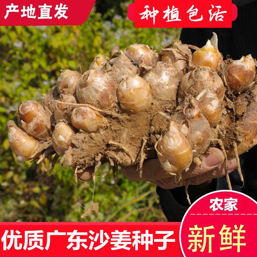 Shajiang seed ginger seedlings Guangdong fresh ginger Shajiang authentic Maoming Huazhou Nansheng electric white sand ginger seedlings 100g