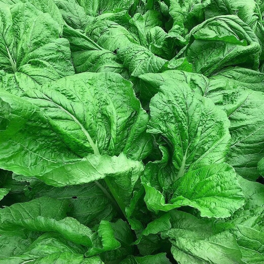 Sichuan Kuanbang green vegetable seeds, pickled pickles, sauerkraut, pickles, medium-ripe large-leaf autumn sown vegetable seeds, hot product impulse, Kuanbang green vegetable seeds, new this year, RNG9 original factory, 3 packs, about 3,000 grains