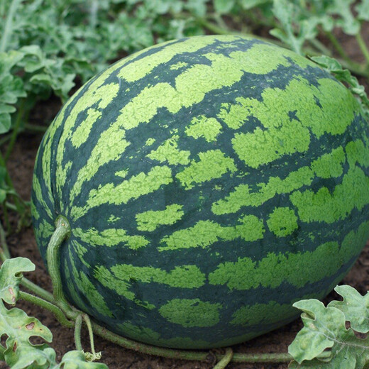 Shouhe Lazy Man Watermelon Seed Lazy Man King Melon Extra Large Spring No Pruning Lazy Man Fruit Seedling Southern Sweet Qishan Sweet No. 8 Lazy Man Watermelon Seed 50 capsules 5