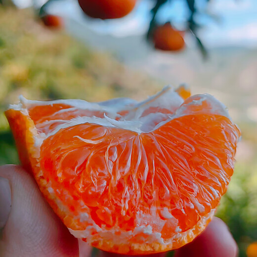 京鲜生 浙江涌泉蜜桔 净重2.5-3斤 大果70-85mm 生鲜水果 源头直发包邮