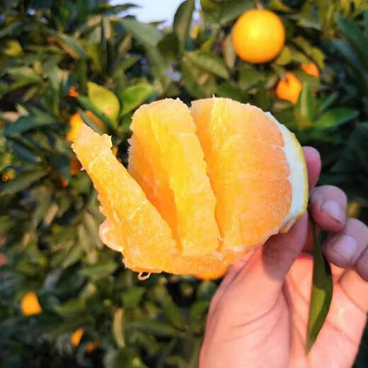 Fun Taste Sunshine Style Jiangxi Gannan Navel Orange 75-80mm Medium Large Fruit 5Jin Jin equals 0.5kg No. 1 Member Store Straight from the Source