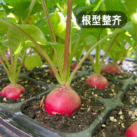 Fengming Yashi cherry radish seeds four seasons vegetable seeds balcony potted field planting aftertaste cherry radish seeds 10g