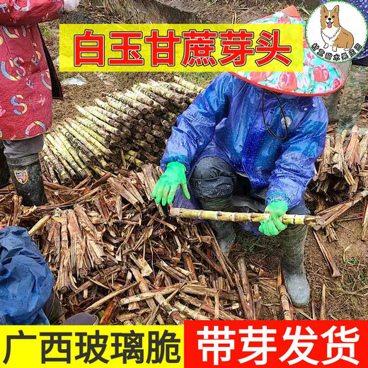 Asarum Guangxi Muge White Jade Sugar Cane Seeds Authentic Glass Crisp Seedlings Origin Straight Hair with Buds Delivered 3 Roots