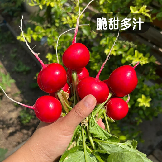 Fengming Yashi cherry radish seeds four seasons vegetable seeds balcony potted field planting aftertaste cherry radish seeds 10g