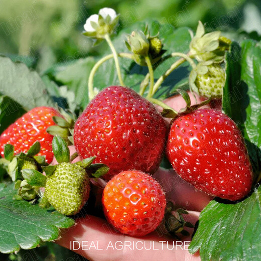 Ldeal ideal agriculture strawberry seeds four seasons potted balcony indoor fruit seeds original cream red strawberry seeds