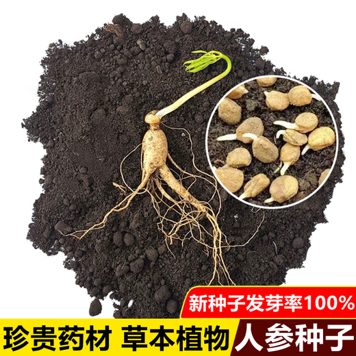 Changbai Mountain ginseng seeds, wild ginseng seeds, easy to grow Chinese medicinal materials in all seasons, easy to live indoor flower pots, ginseng seeds, shipped without buds, 5 bags selected, about 260 capsules