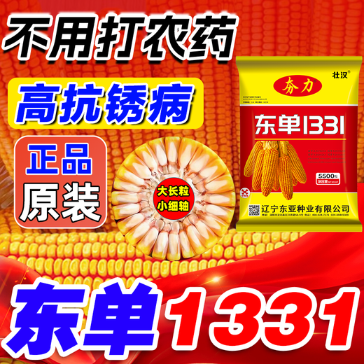 Zhuanghan Dongdan 1331 corn seed collection, twin dwarf lodging resistance, disease resistance, hard big horse tooth big stick corn seed, purity level one, about 3.8 Jin, Jin is equal to 0.5 kilograms