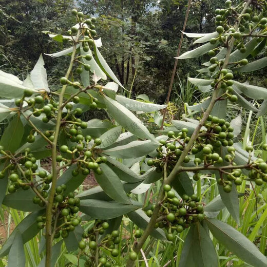 可钦盐泡木姜子新鲜山胡椒木姜子湖南贵州山苍子木姜子泡盐 泡盐木姜子1瓶(500g)