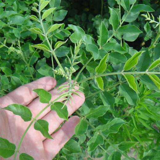 Licorice seeds pure new material seedlings Xinjiang red licorice seedlings for four seasons planting grass sweet root licorice seeds 500g simple packaging