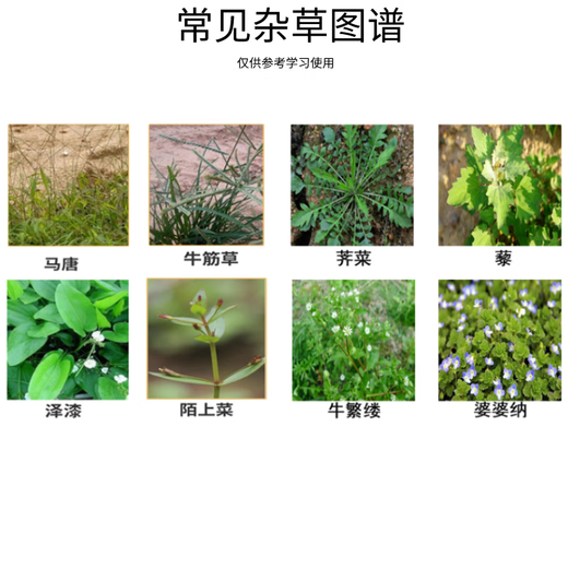 330g/L pendimethalin sealed herbal medicine field supplement vegetable vegetable field cabbage garlic potato herbicide 100g 10 bottles