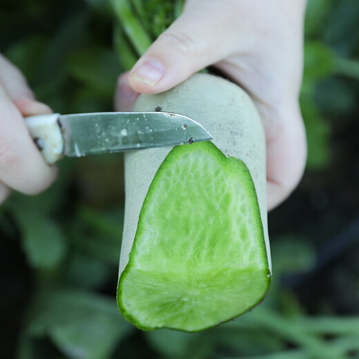 Shouhe radish seeds autumn sowing radish northern winter and spring fruit sowing vegetable seeds field planting seeds rapeseed Gancui Shawo radish seeds 10gx3 pack