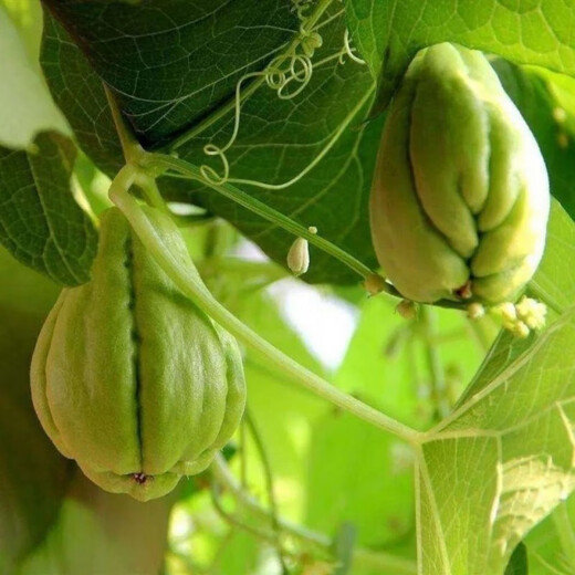 Chayote seeds, early maturing extra large chayote vegetable seeds, climbing vine saplings, potted perennial golden melons, 100% new goods, chayote seeds, exquisite products, 2 packs of about 50 pieces