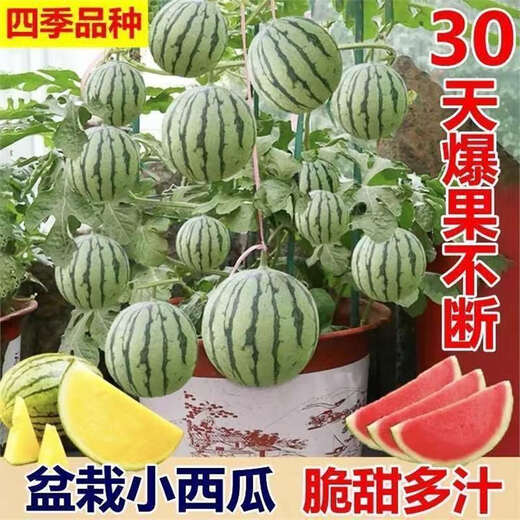 Super Sweet Honey Small Watermelon Seeds Ruby Seedless Small Watermelons for Four Seasons Planting in Balcony Courtyard Potted Fruit Seeds Honey Potted Small Watermelon Seeds (Eatable in 30 Days) High-yielding Improved Seeds 1 Pack of Approximately 40 New Seeds