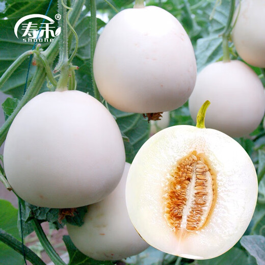 Shouhe Balixiang Melon Seeds Collection Super Sweet Snow Milk Melon No. 1 Seeds 20 capsules