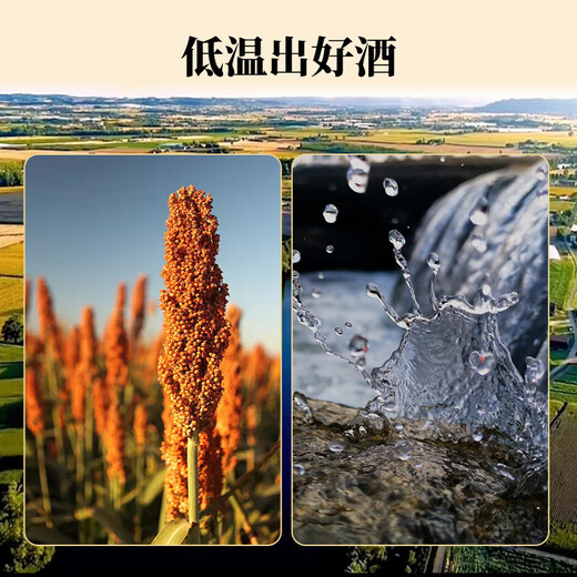 万口福53°黄金三号 清香型白酒53度 纯粮地缸固态法工艺酿造特产酒整箱 53度 500mL 1瓶