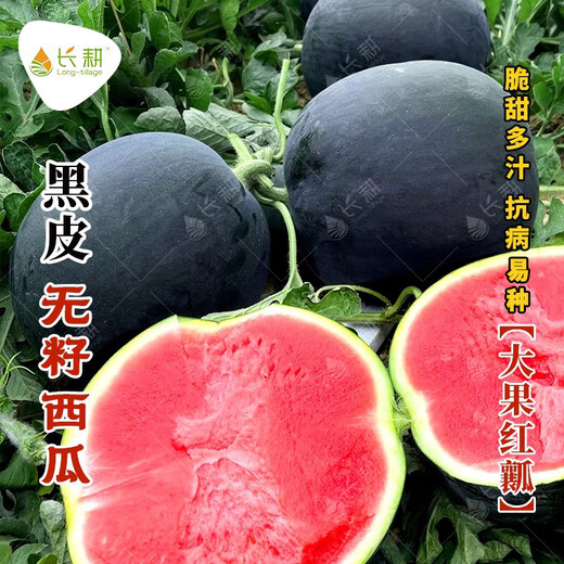 Long-cultivation lazy man watermelon seeds extra large seedless 8424 watermelon seedlings super sweet southern unicorn watermelon fruit and vegetable seeds sweet seedless watermelon seeds 100 pieces (red meat)